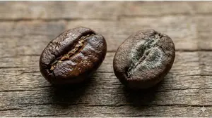 Macro comparison of a clean roasted coffee bean next to a bean showing signs of white fuzzy mold in the center crease.