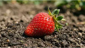 Macro shot of an organic strawberry showing natural field dirt.