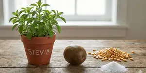 Comparison of natural sweetener sources: Stevia plant, Monk Fruit, and Corn.