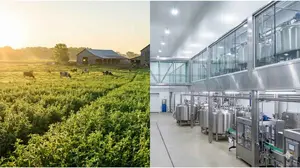 A split view of a sunny family farm and a clean dairy processing plant.