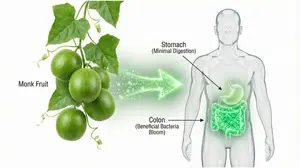 Monk fruit digestion diagram showing mogrosides bypassing the stomach to feed akkermansia bacteria in the colon.