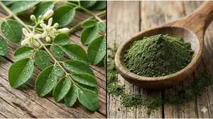 Fresh Moringa oleifera leaves compared to dried moringa powder for nutrient density.