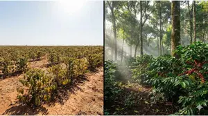 Comparison of sun-grown coffee monoculture vs shade-grown agroforestry system