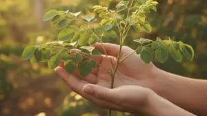 A woman's hands carefully examining a fresh moringa leaf, symbolizing a commitment to safety and quality.