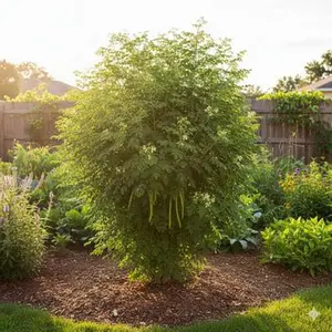 A beautifully pruned, bushy moringa tree growing in a sunny home garden, demonstrating the ideal shape for easy harvesting.