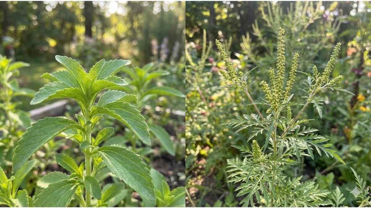 Stevia plant leaves compared to Ragweed flowers highlighting allergenic cross-reactivity risks.
