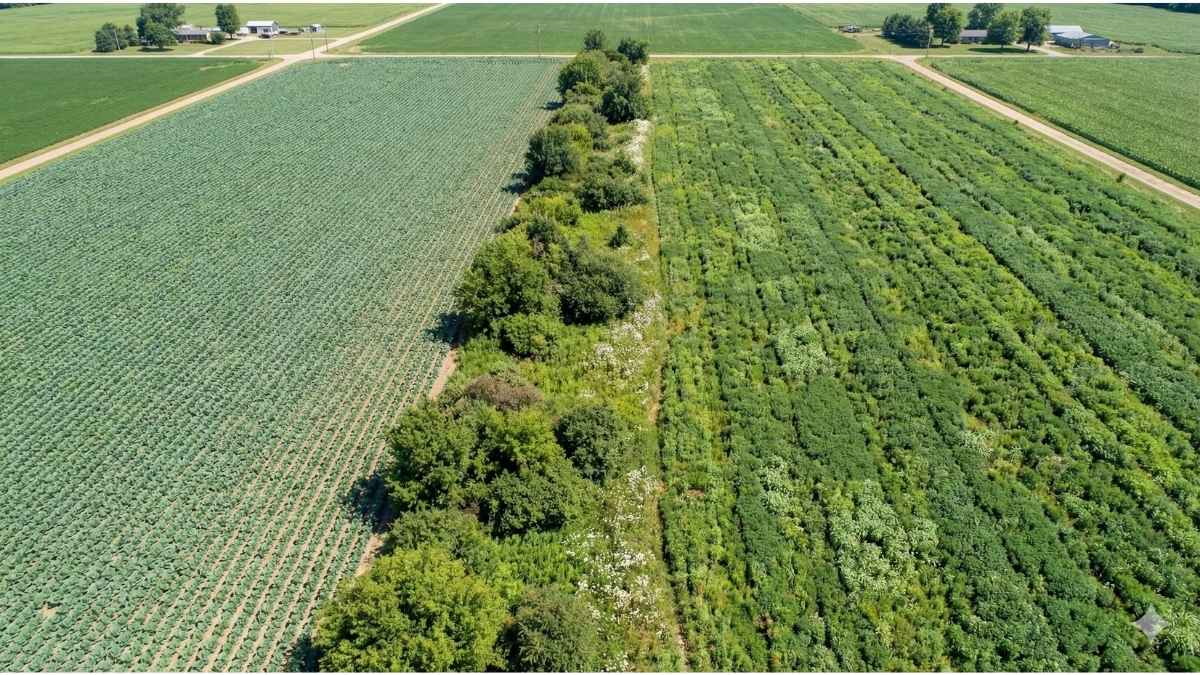Aerial view of a designated natural hedgerow buffer zone separating an organic farm field from conventional crops to prevent pollen drift and inadvertent GMO contamination