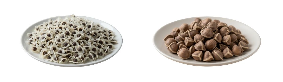 A visual comparison of winged moringa seeds for planting and wingless moringa seeds for eating