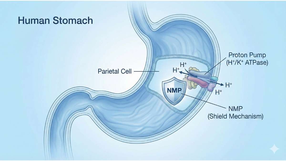 Diagram of NMP blocking gastric acid secretion in parietal cells