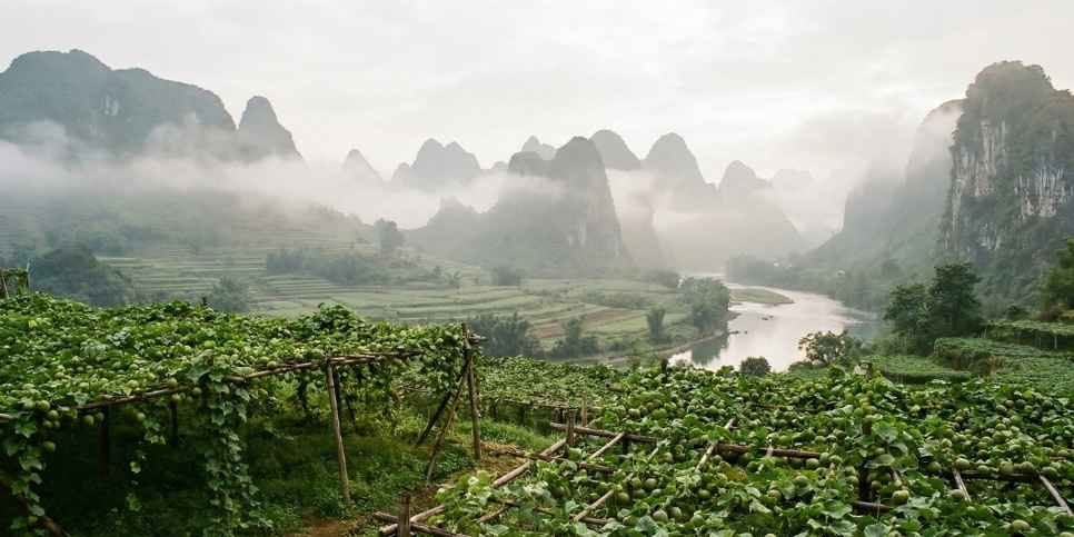 Organic monk fruit vines growing in the misty mountains of Guilin China.