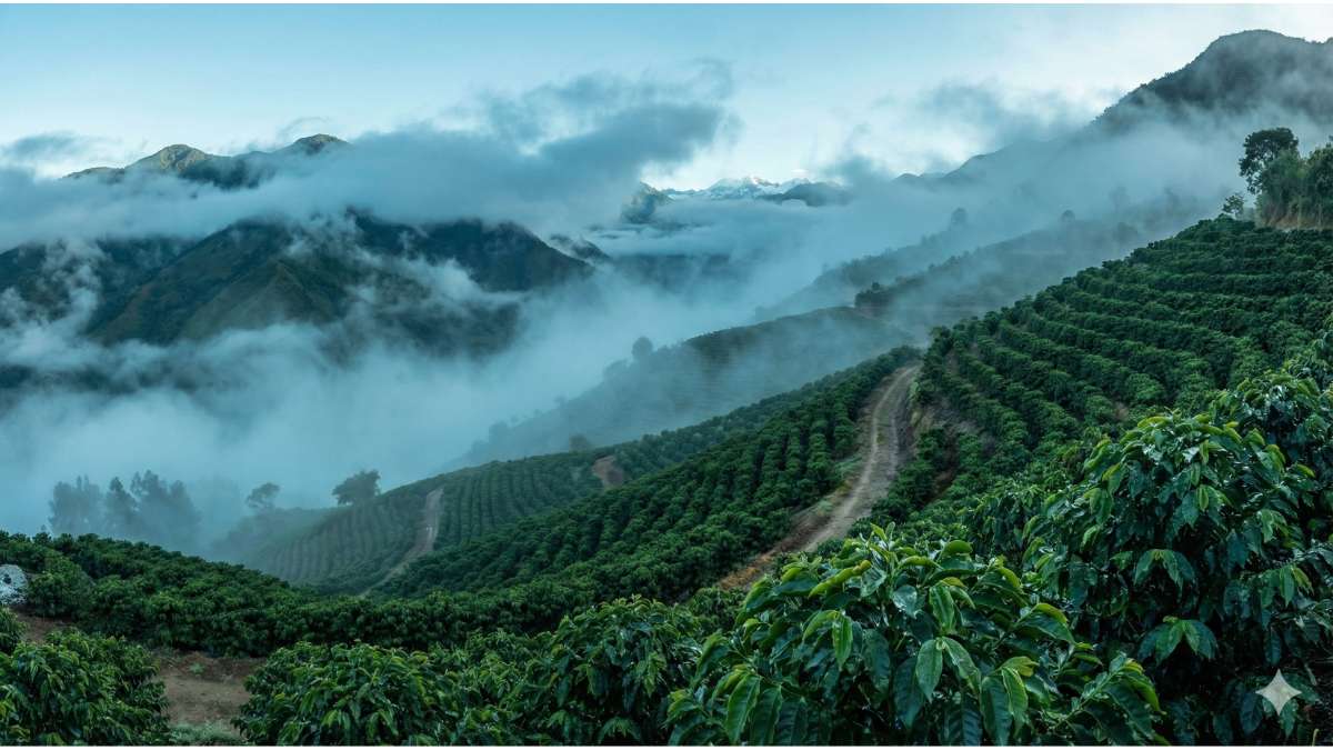 High altitude organic coffee farm with mist preventing Aspergillus fungus growth.