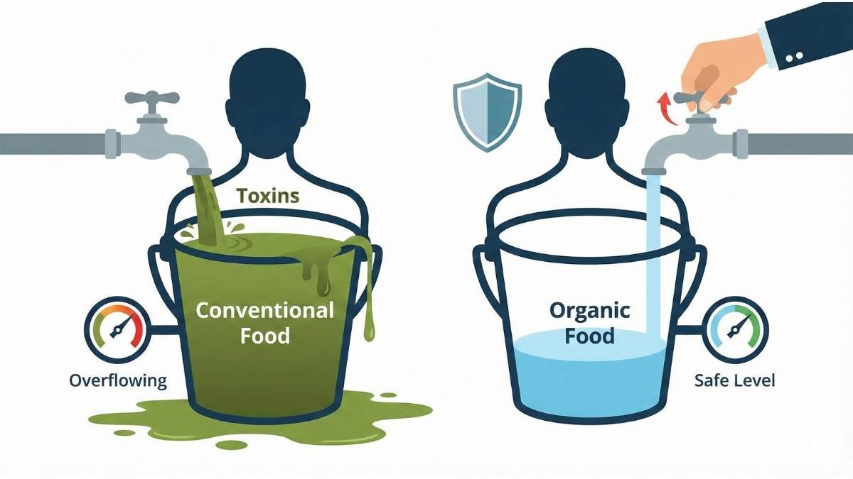 The Toxic Bucket theory infographic showing how organic food reduces the body's total toxic load and bioaccumulation. The Toxic Bucket theory infographic showing how organic food reduces the body's total toxic load and bioaccumulation.