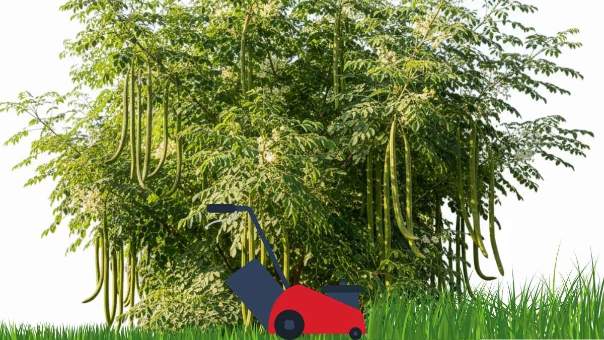 A healthy and productive PKM1 moringa tree, the best variety of moringa seeds for planting.