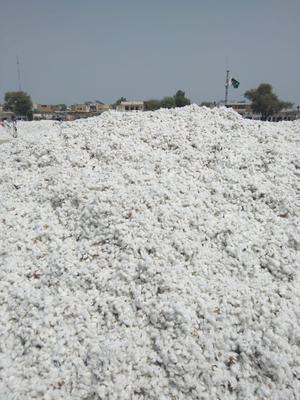 cotton-flag