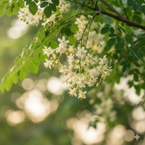 moringa-flowers